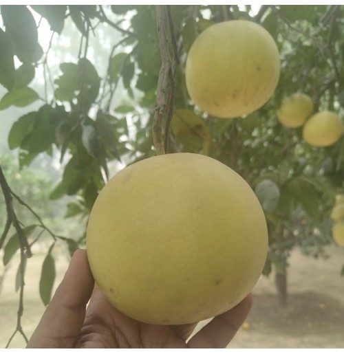 Grapefruit Yellow